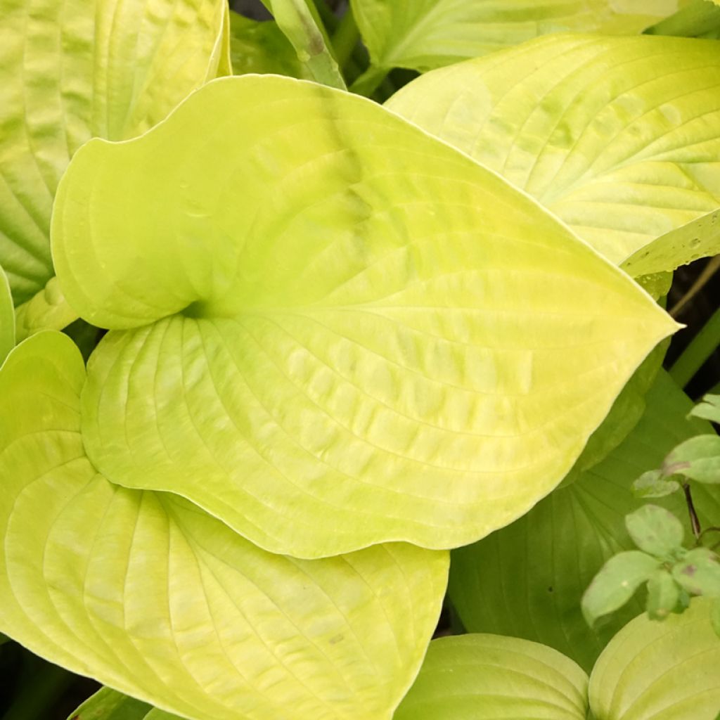 Hosta Ki Ren Jyaku