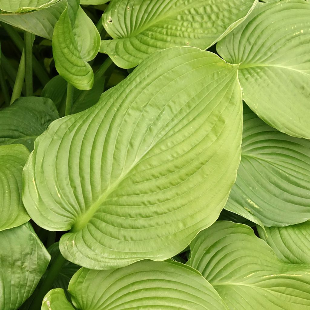 Hosta Lakeside Maverick