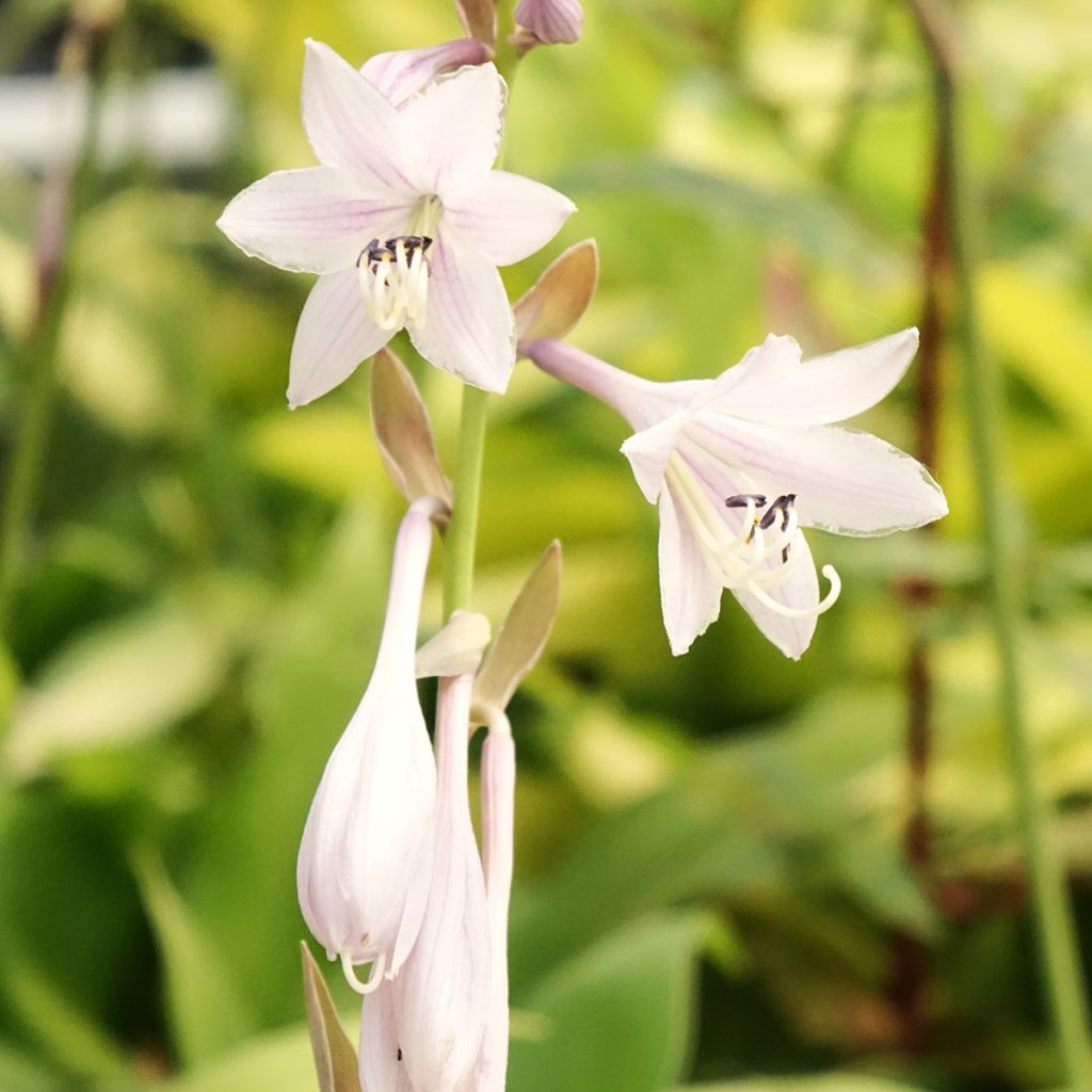 Hosta Liberty