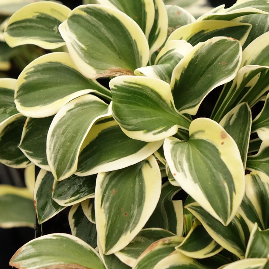 Hosta Mighty Mouse