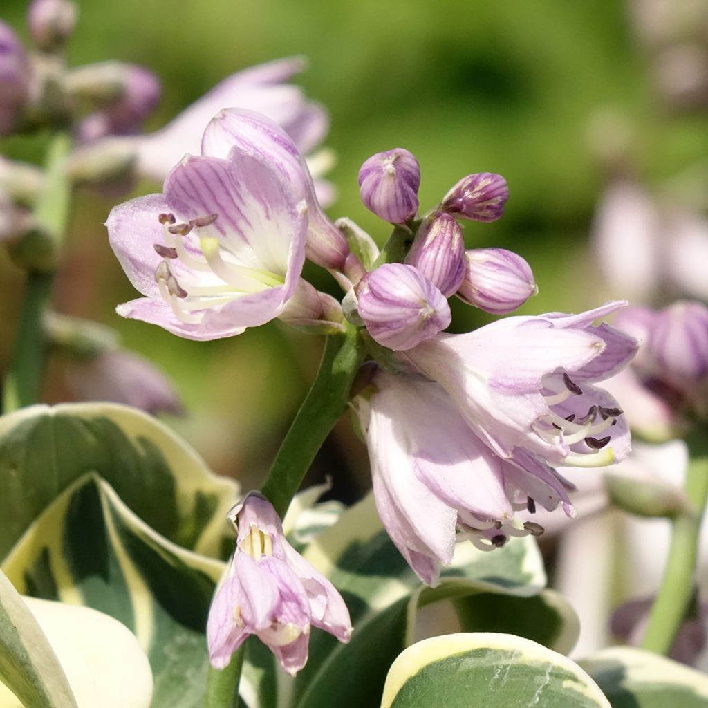 Hosta Mighty Mouse