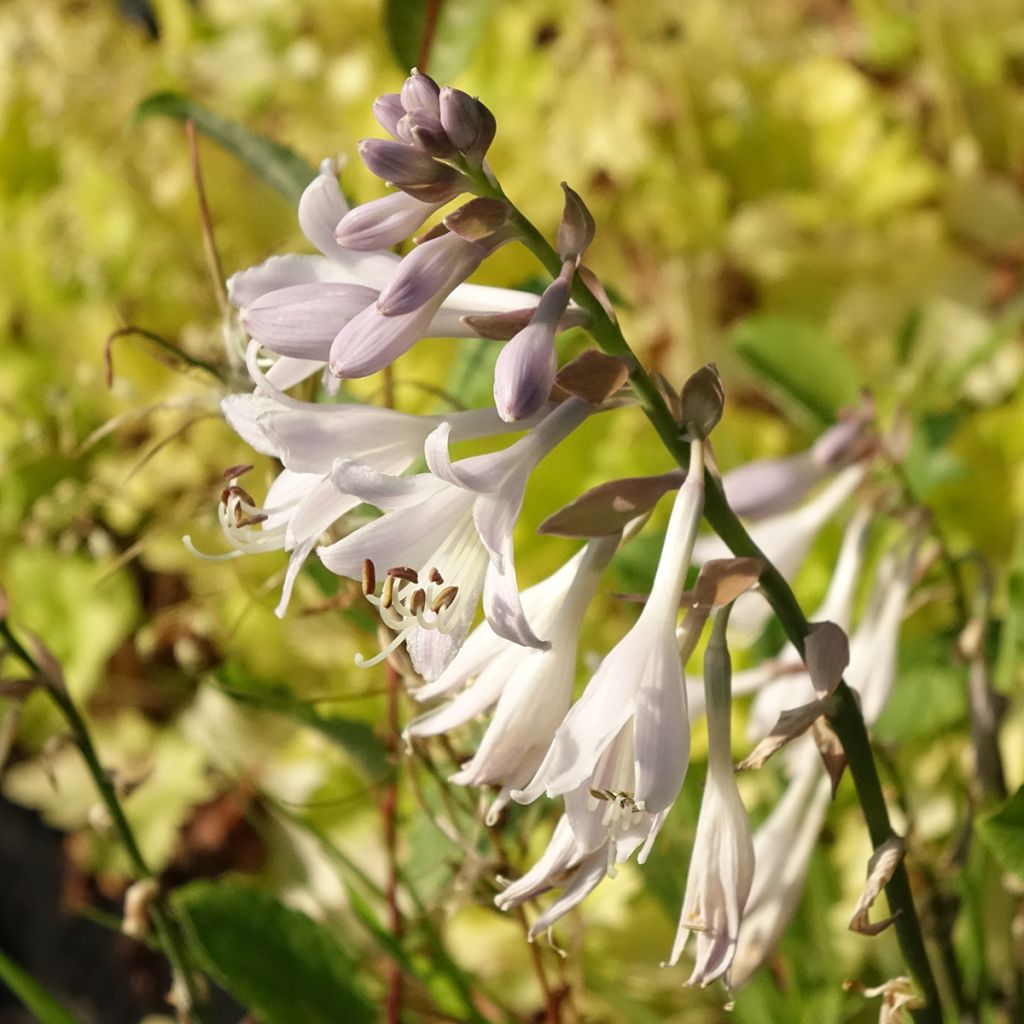 Hosta montana Yellow River