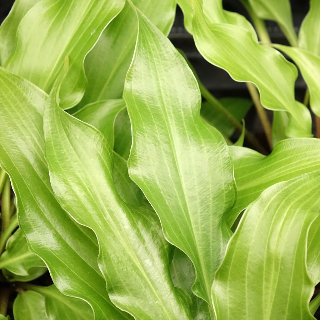 Hosta Raspberry Sorbet