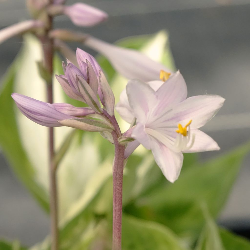 Hosta Revolution