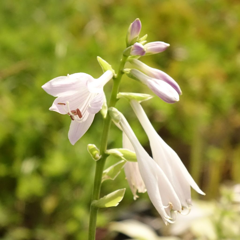 Hosta So Sweet