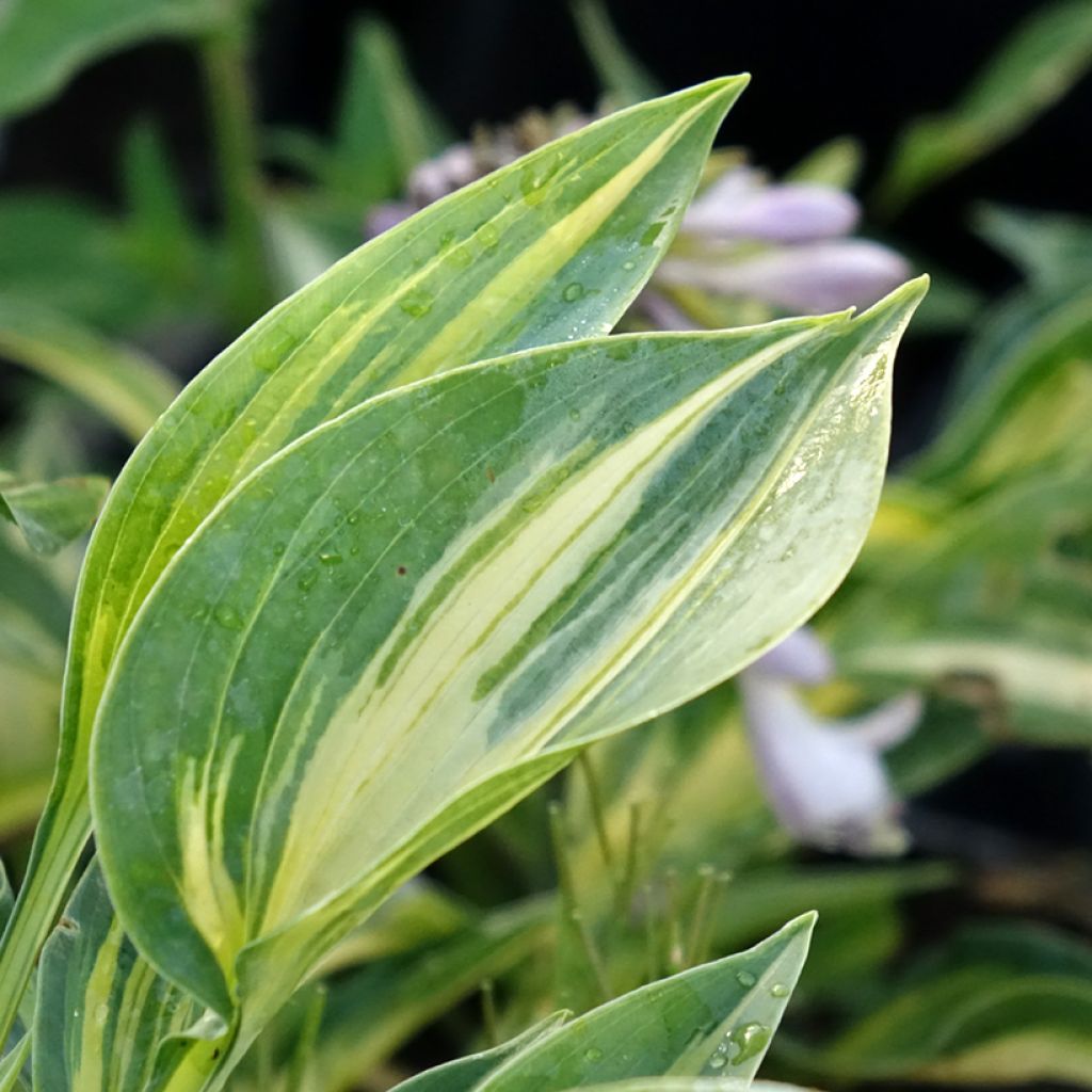 Hosta Stand by Me
