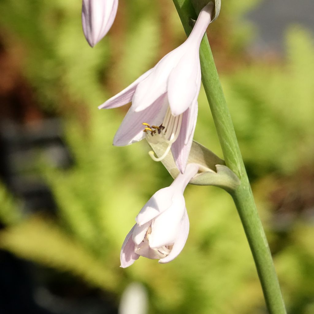 Hosta Sum and Substance