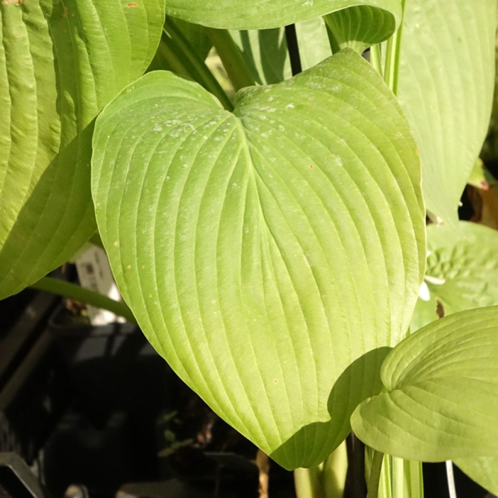 Hosta T Rex 