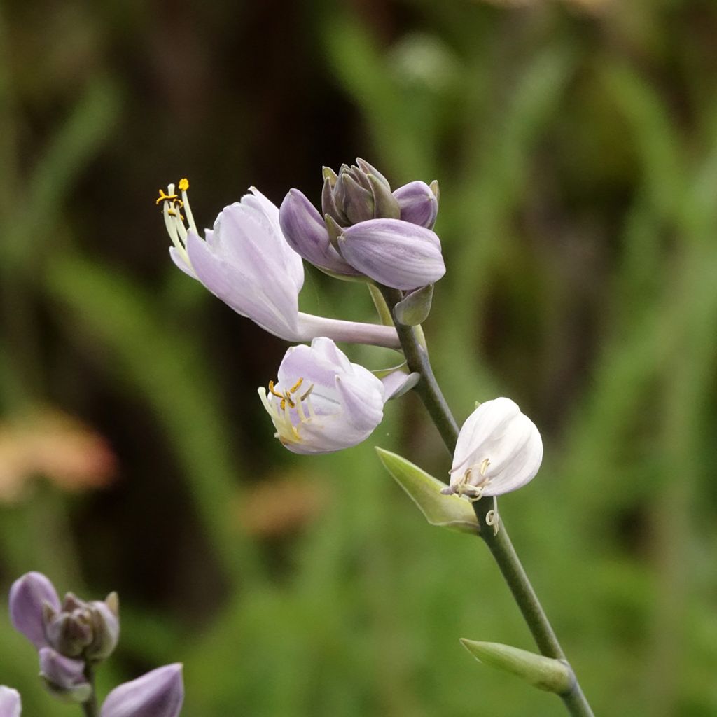 Hosta Teacher's Pride