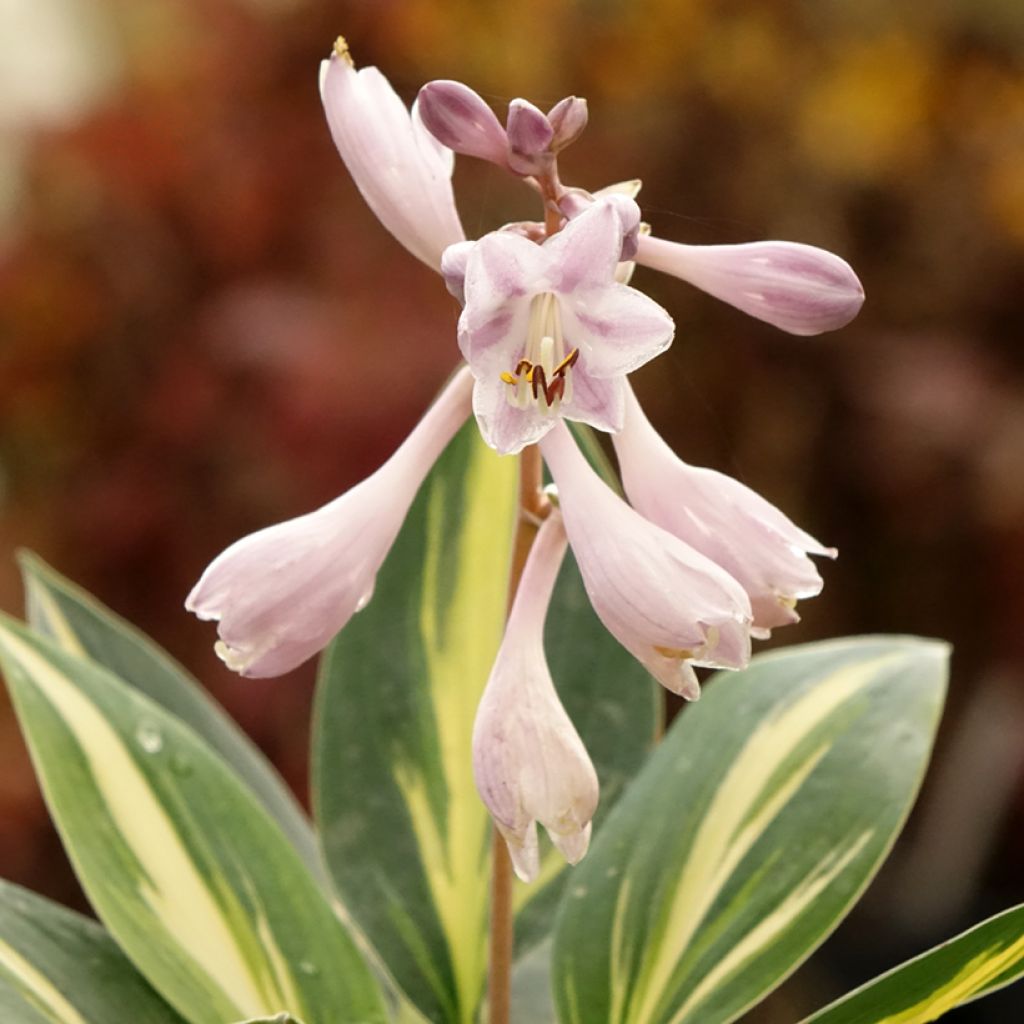 Hosta Timeless Beauty