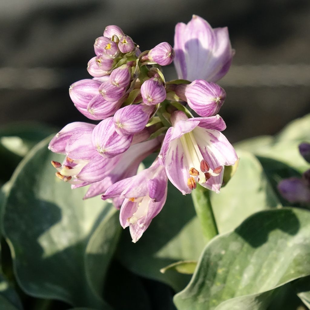 Hosta ventricosa