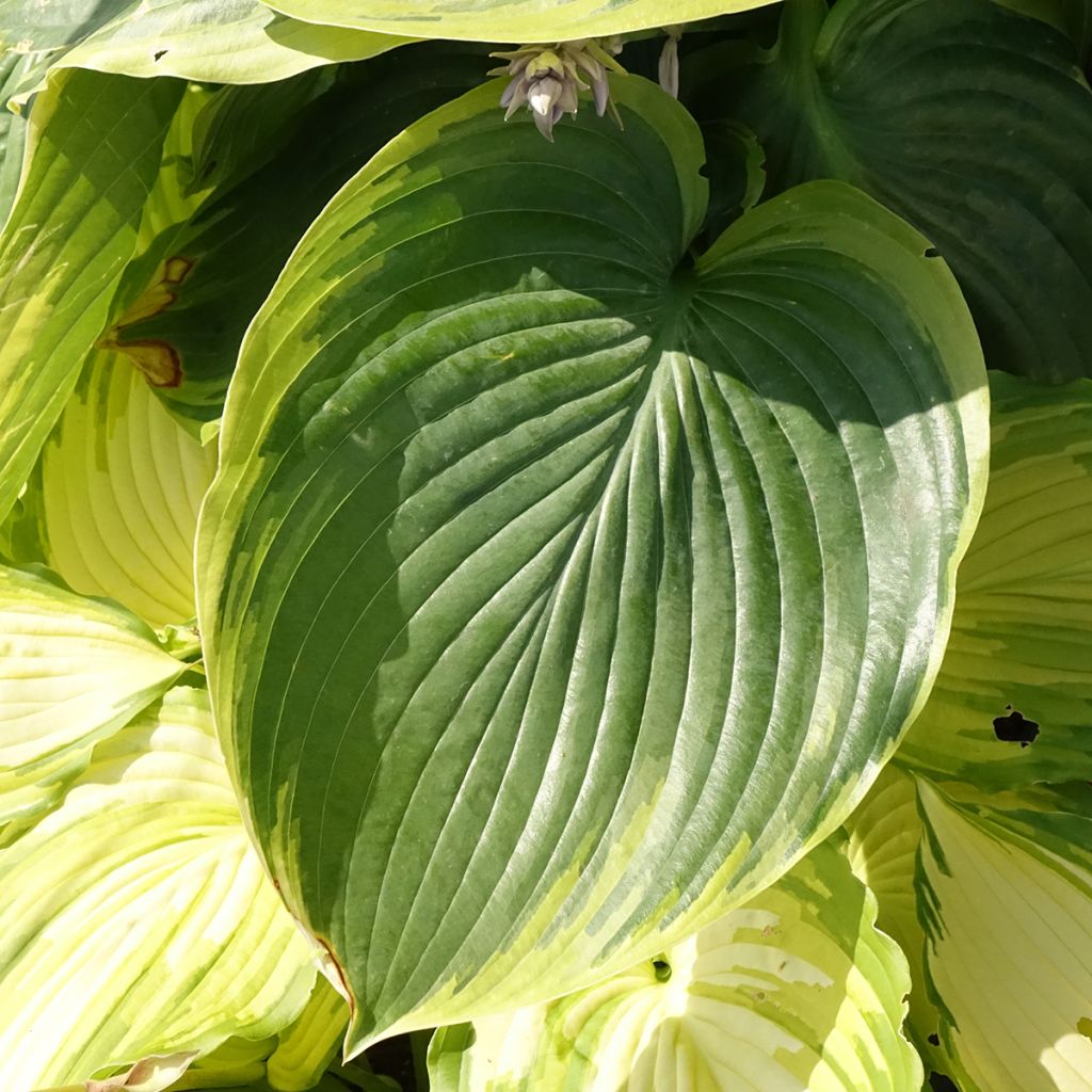 Hosta Wu-La-La