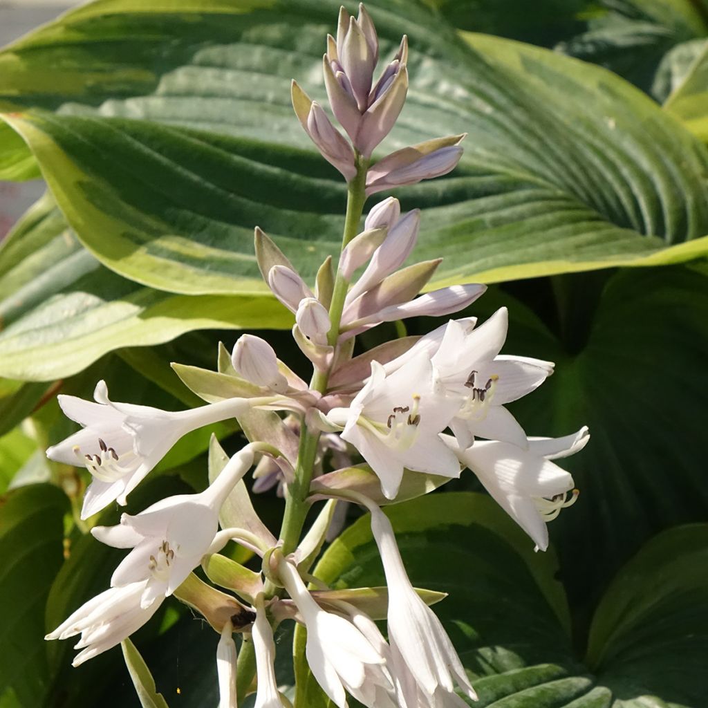 Hosta Wu-La-La
