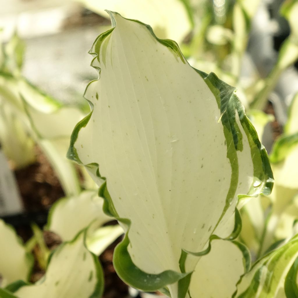 Hosta Zeus