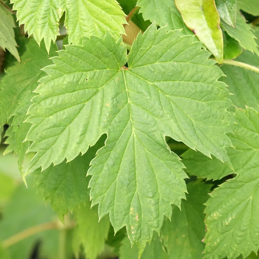 Houblon - Humulus lupulus Hersbrucker