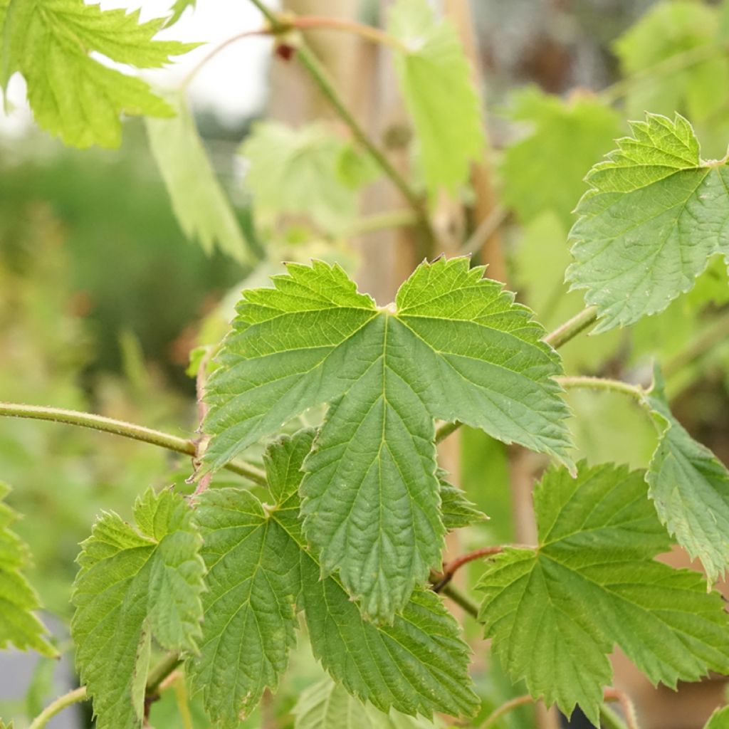 Houblon femelle Pure - Humulus lupulus