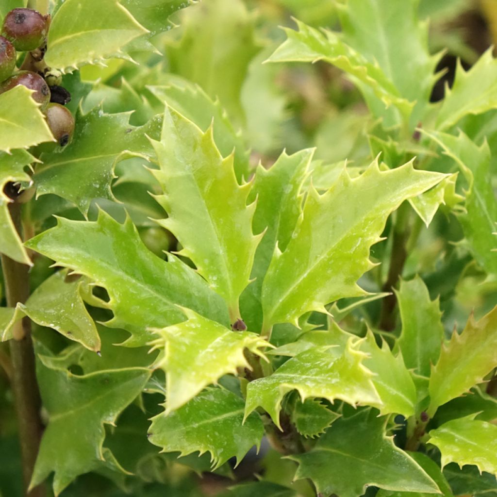 Houx américain - Ilex meserveae Magical Amoro Rosso