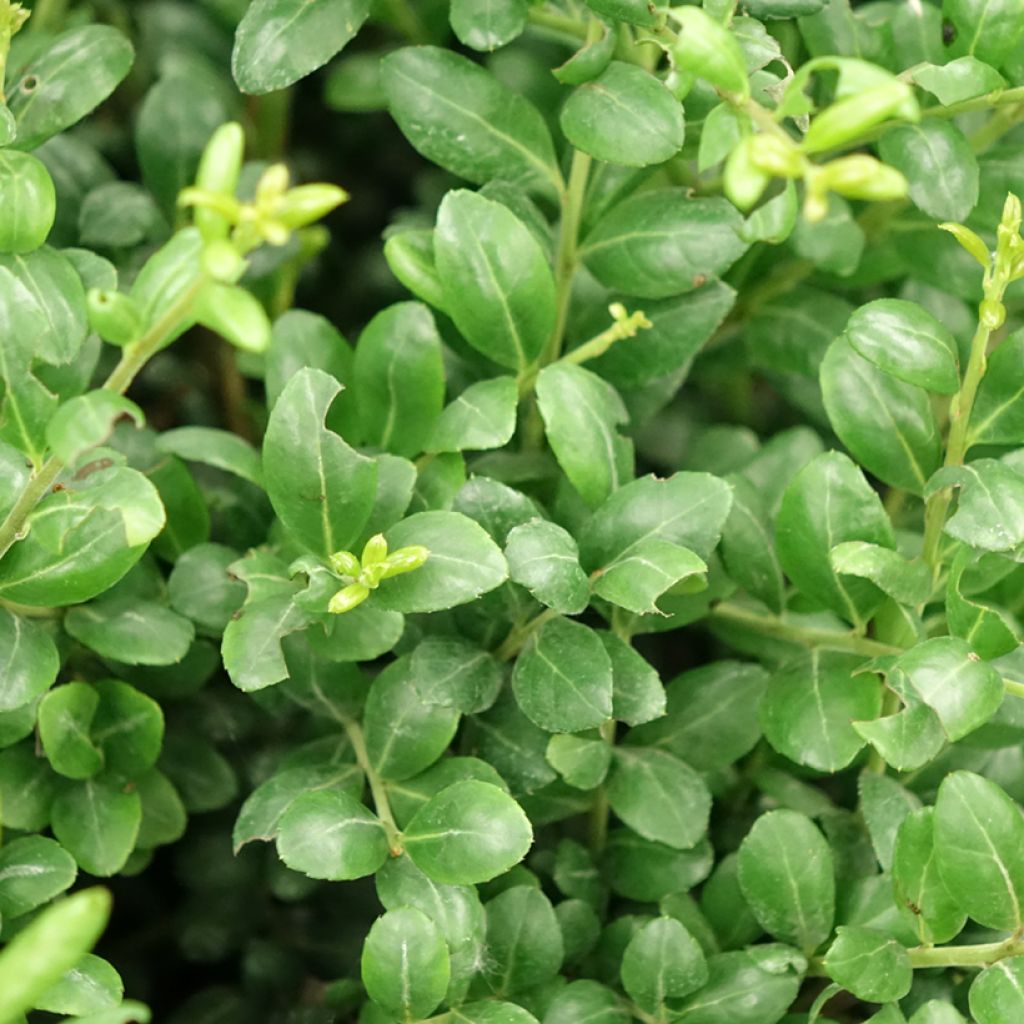 Ilex crenata Convexa taillé en boule - Topiaire de Houx crénelé