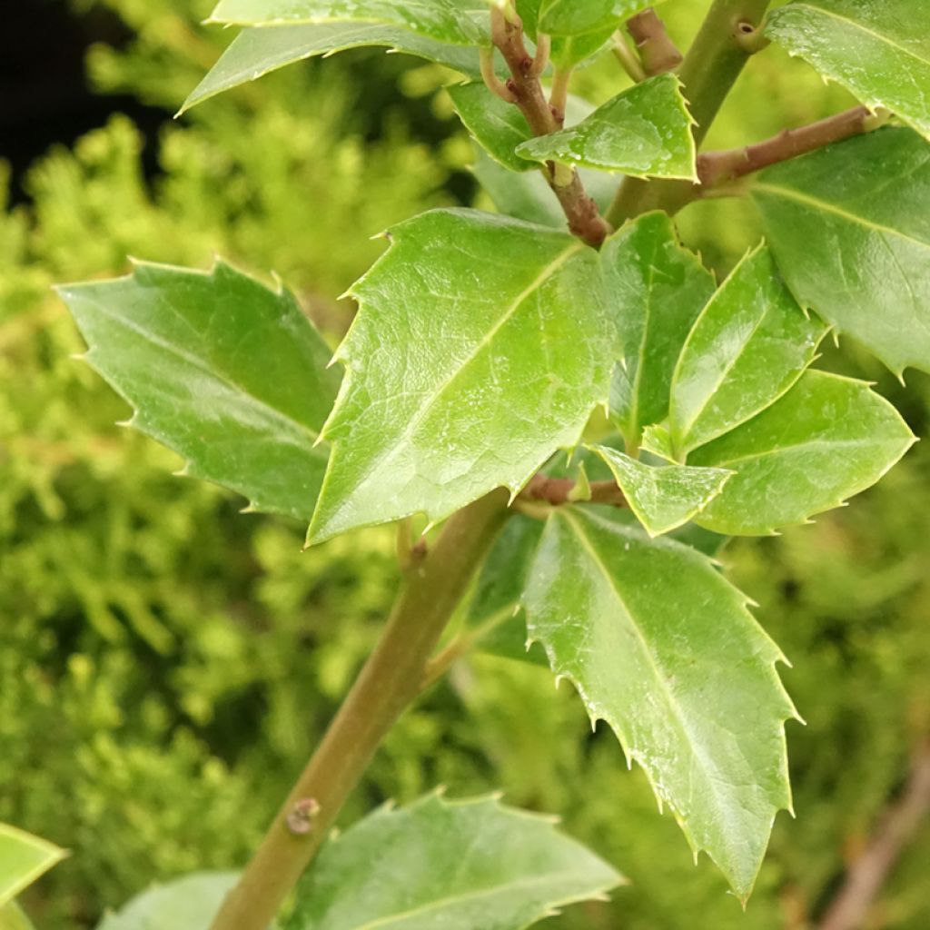 Houx - Ilex meserveae Heckenfee