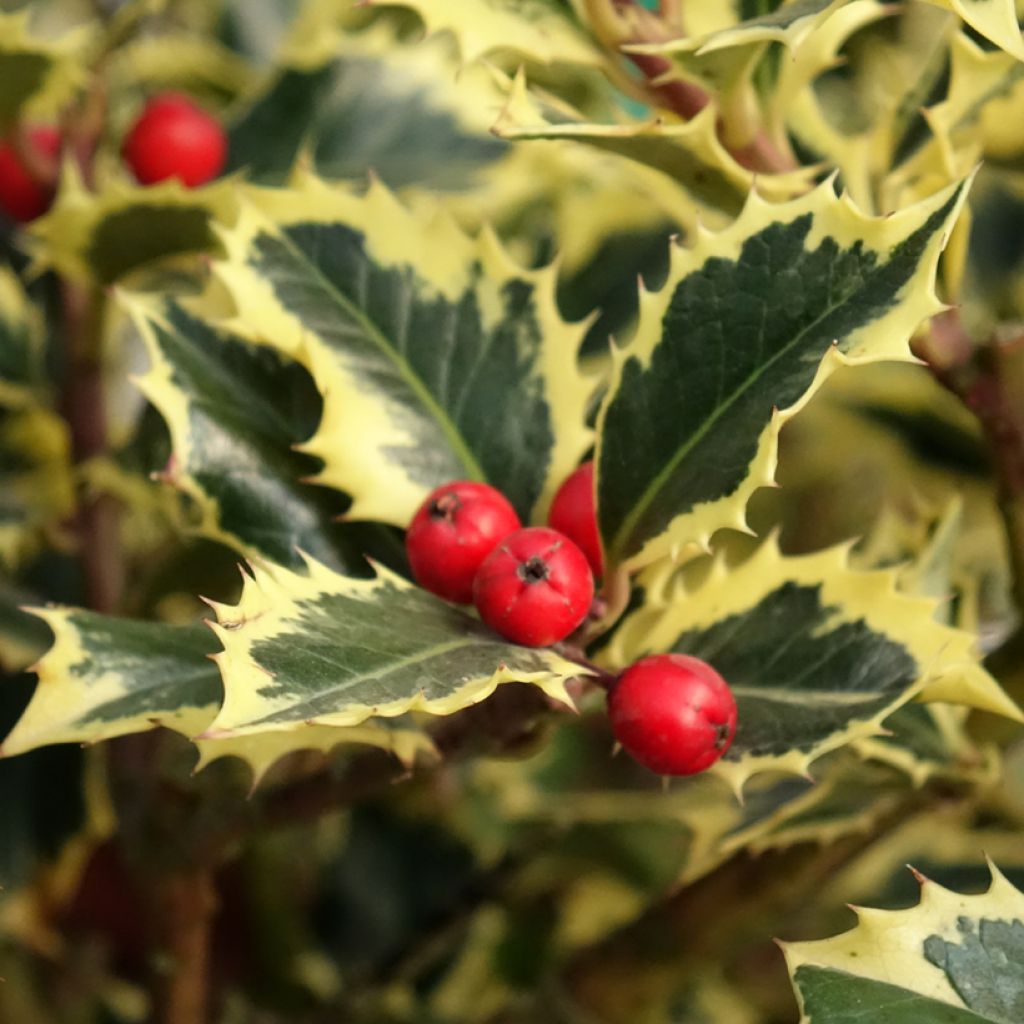 Houx panaché - Ilex aquifolium Argenteomarginata