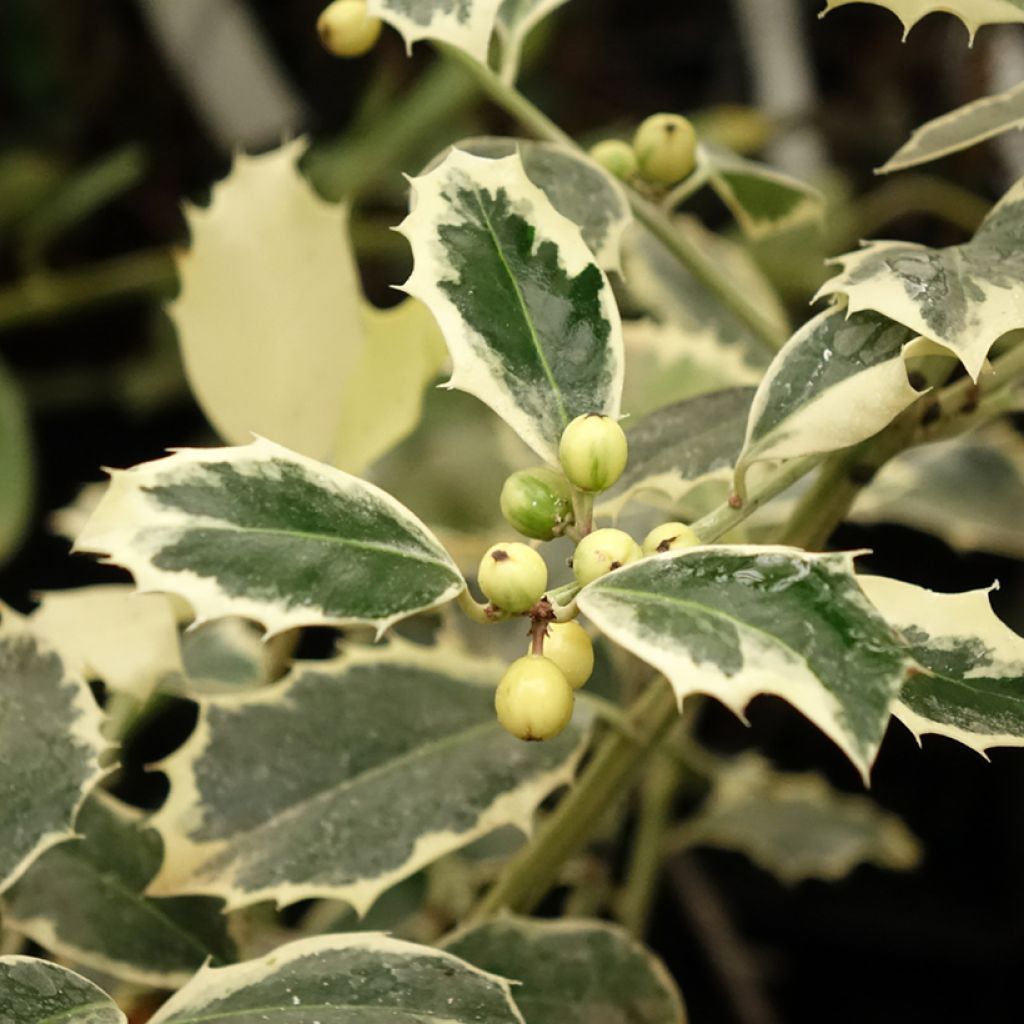 Houx panaché - Ilex aquifolium Argenteomarginata