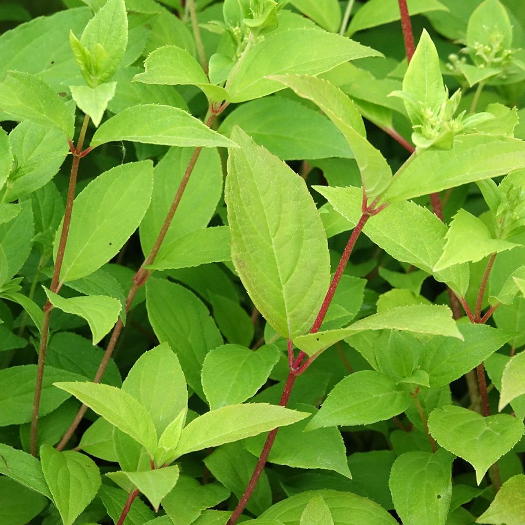 Hydrangea paniculata Confetti - Hortensia paniculé