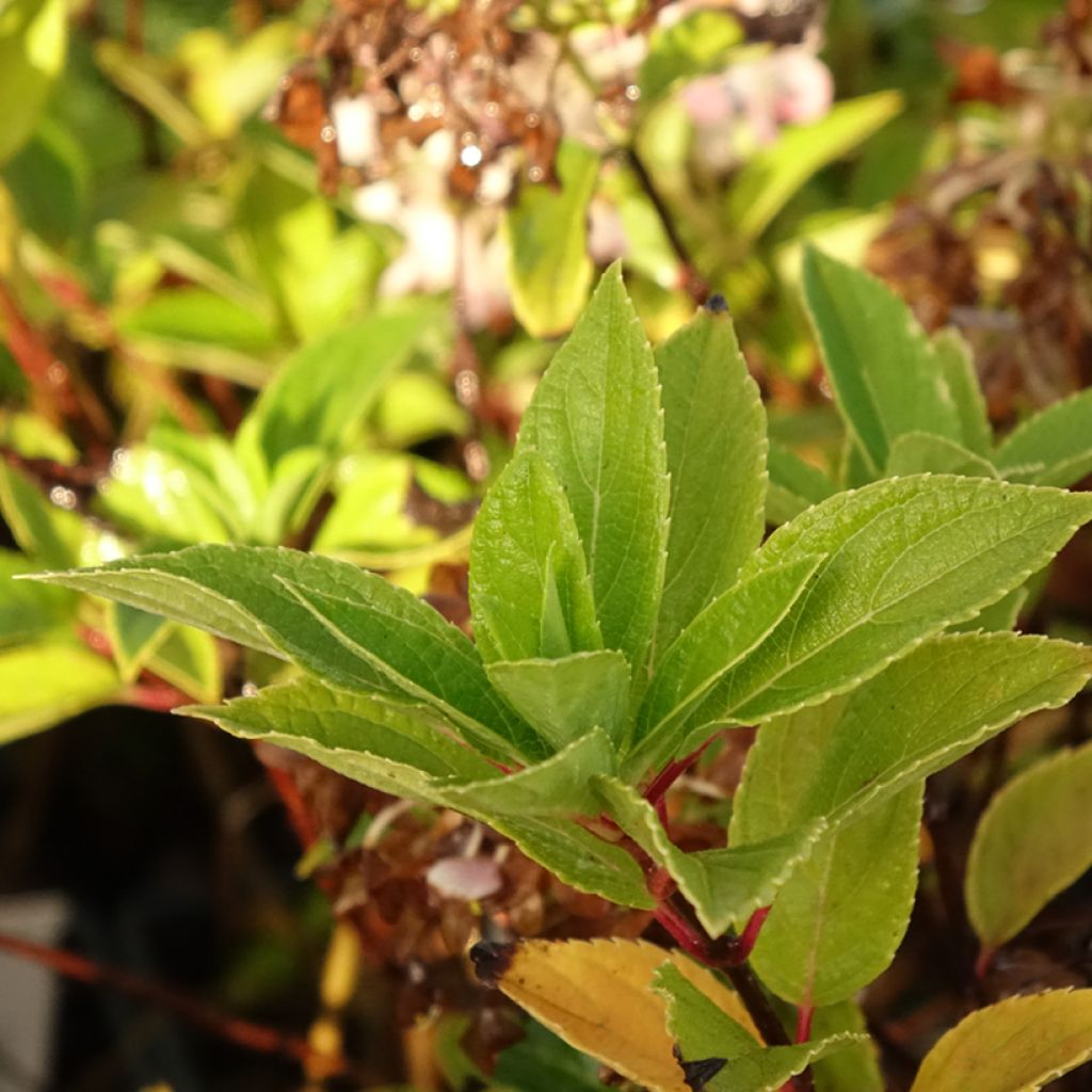 Hydrangea paniculata Mojito - Hortensia paniculé