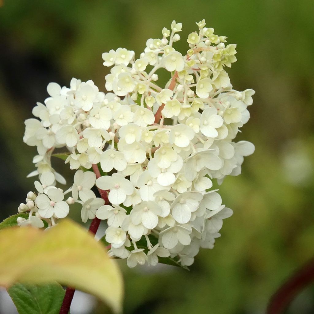 Hydrangea paniculata Sundae Fraise - Hortensia paniculé rose