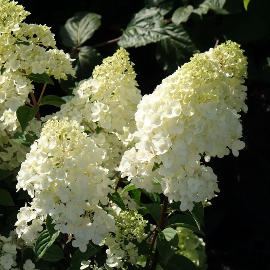 Hydrangea paniculata Sundae Fraise - Hortensia paniculé rose
