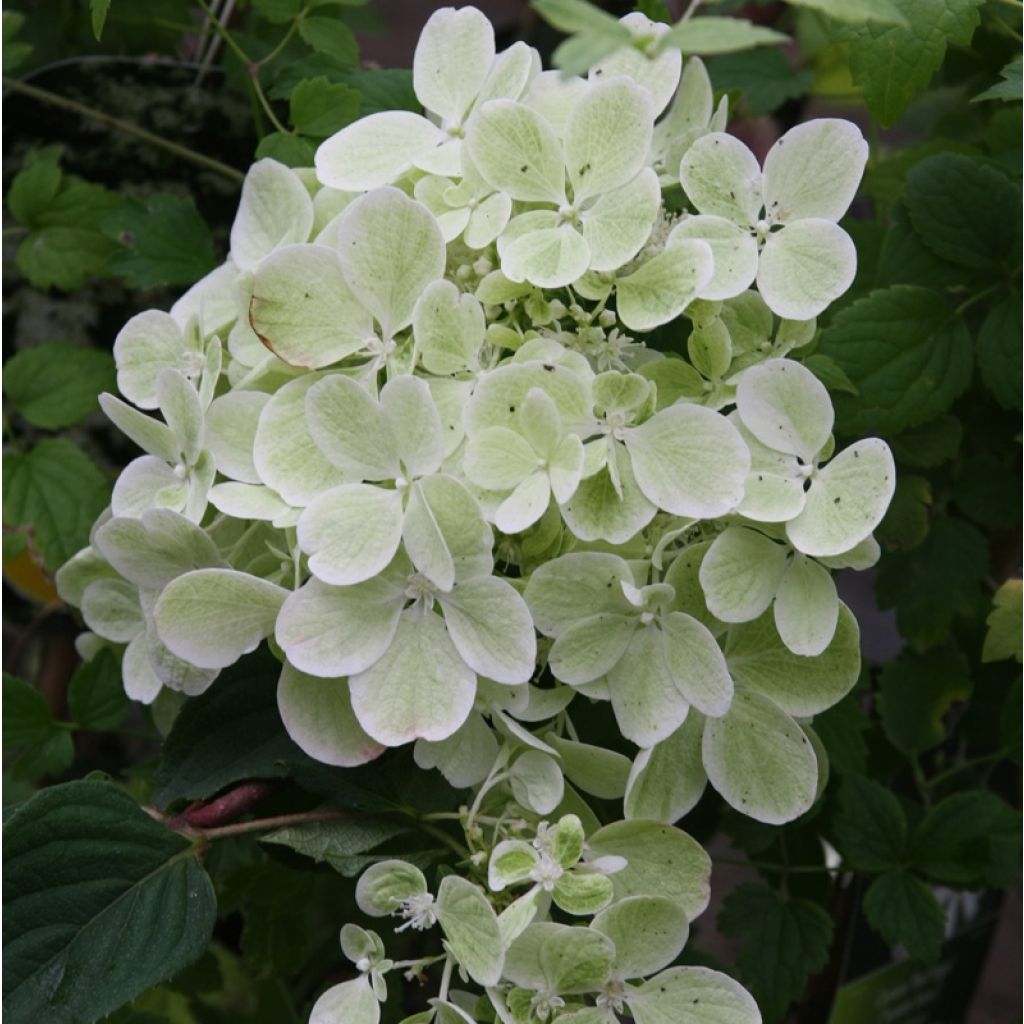 Hydrangea paniculata Diamant Rouge - Hortensia paniculé