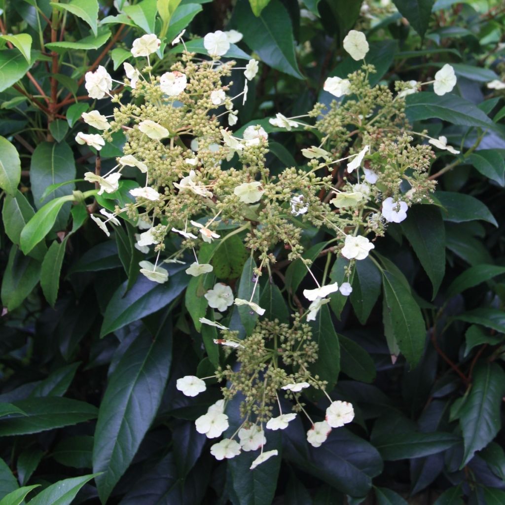 Hortensia grimpant - Hydrangea seemanii