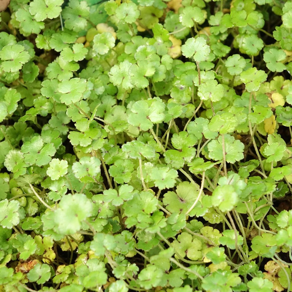 Hydrocotyle nova-zealandiae