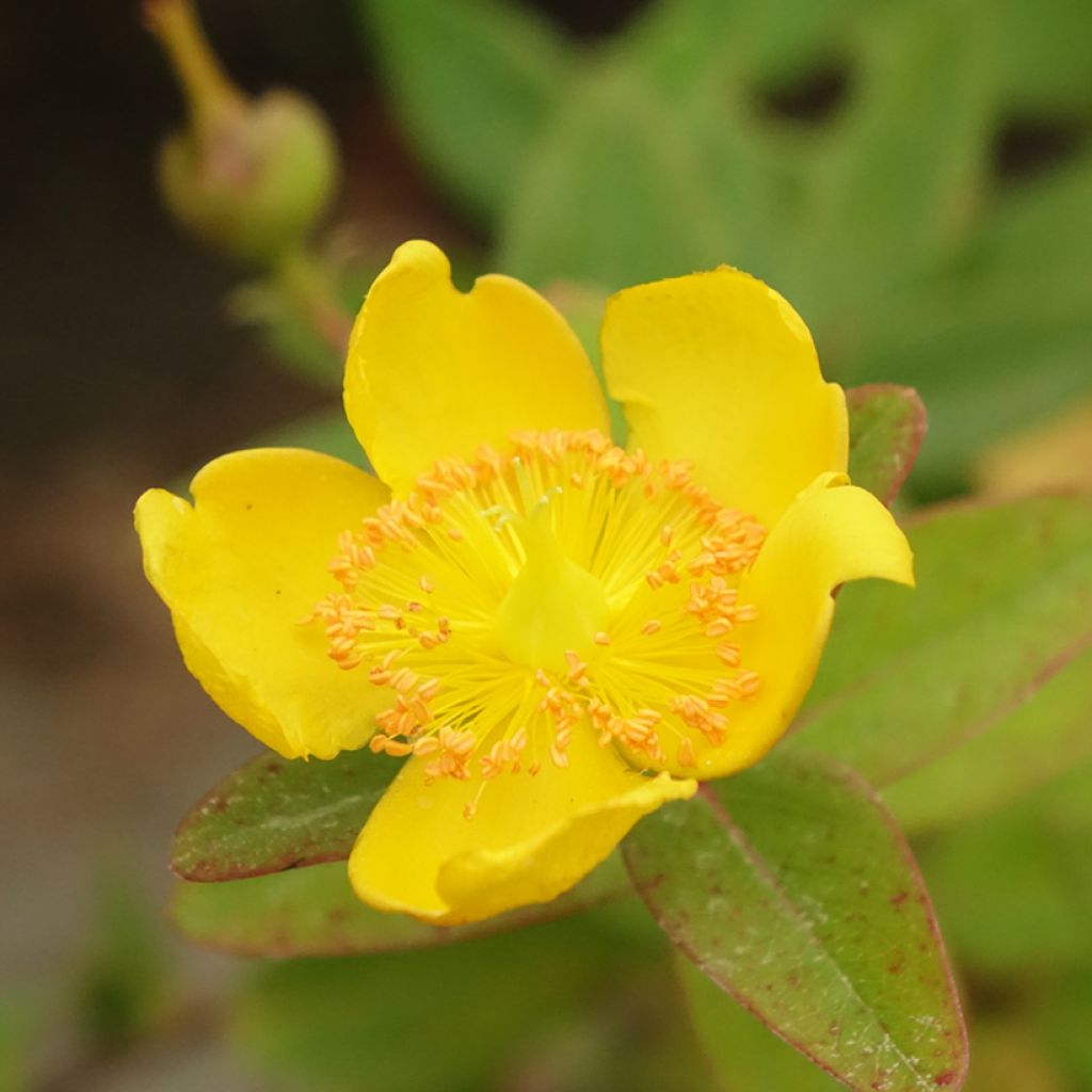 Hypericum dummeri Peter Dummer - Millepertuis 