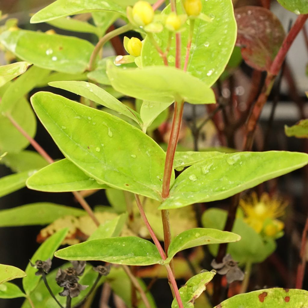 Hypericum inodorum Magical Red Flame - Millepertuis