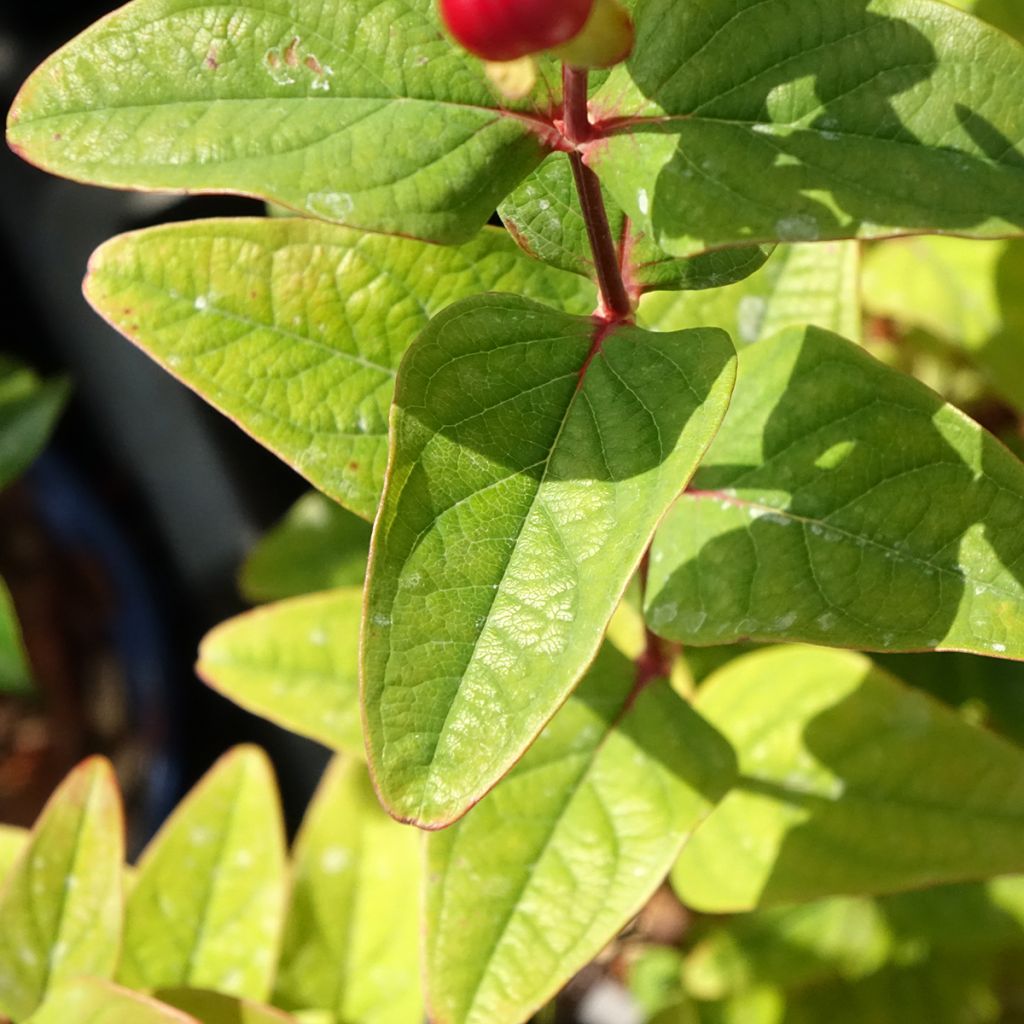 Hypericum inodorum Magical Universe  - Millepertuis