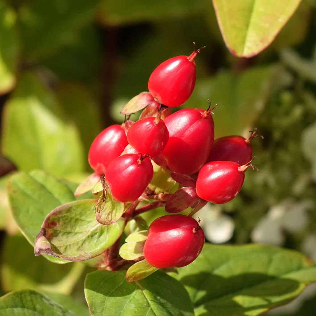 Hypericum inodorum Magical Universe  - Millepertuis