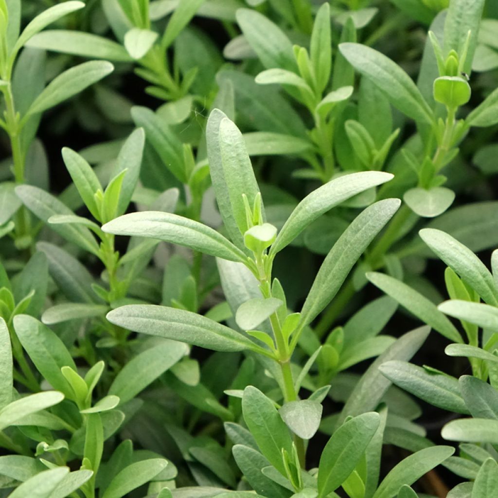 Hysope officinale - Hyssopus officinalis