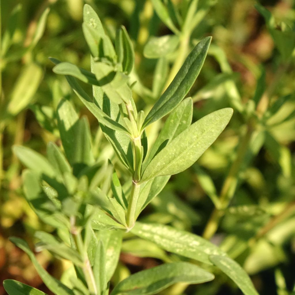 Hysope officinale - Hyssopus officinalis