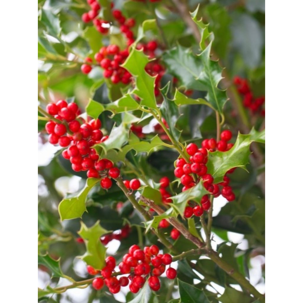 Houx commun - Ilex aquifolium
