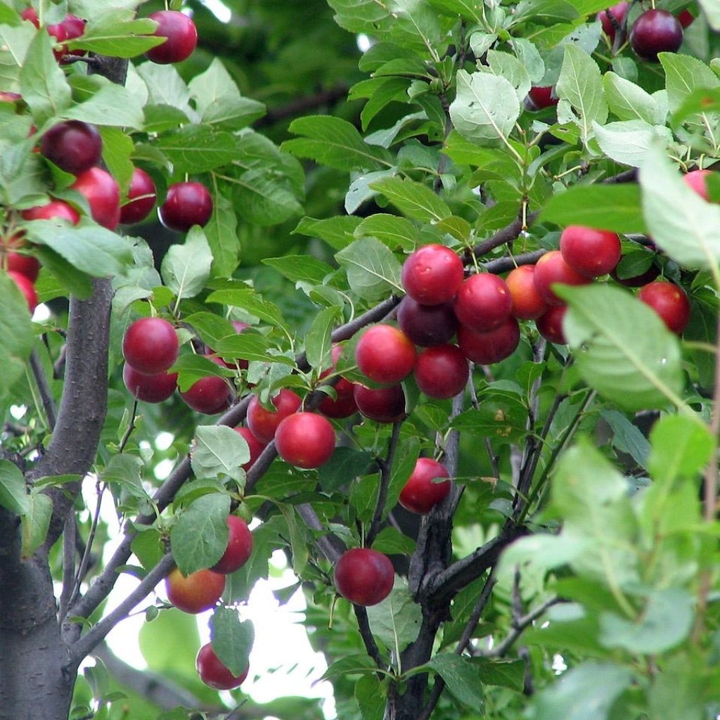 Prunier myrobolan - Prunus cerasifera