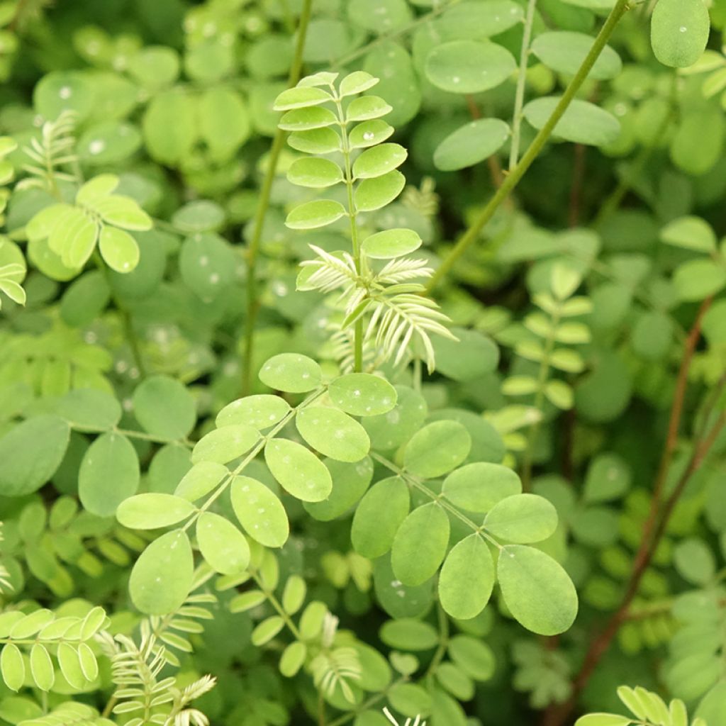 Indigofera heterantha (gerardiana) - Indigotier rose