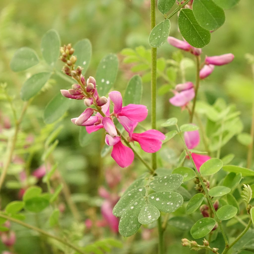 Indigofera heterantha (gerardiana) - Indigotier rose
