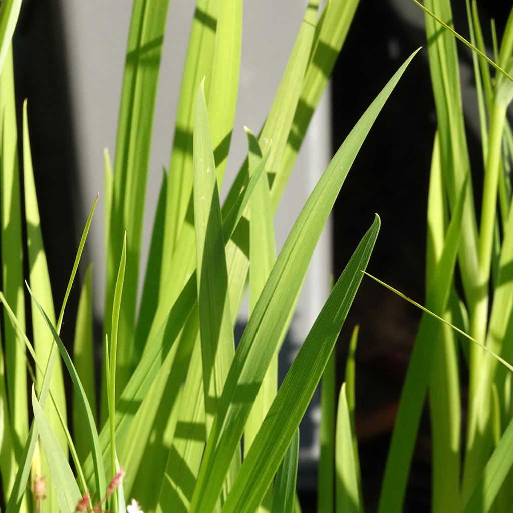 Iris du Japon - Iris ensata Lady in Waiting