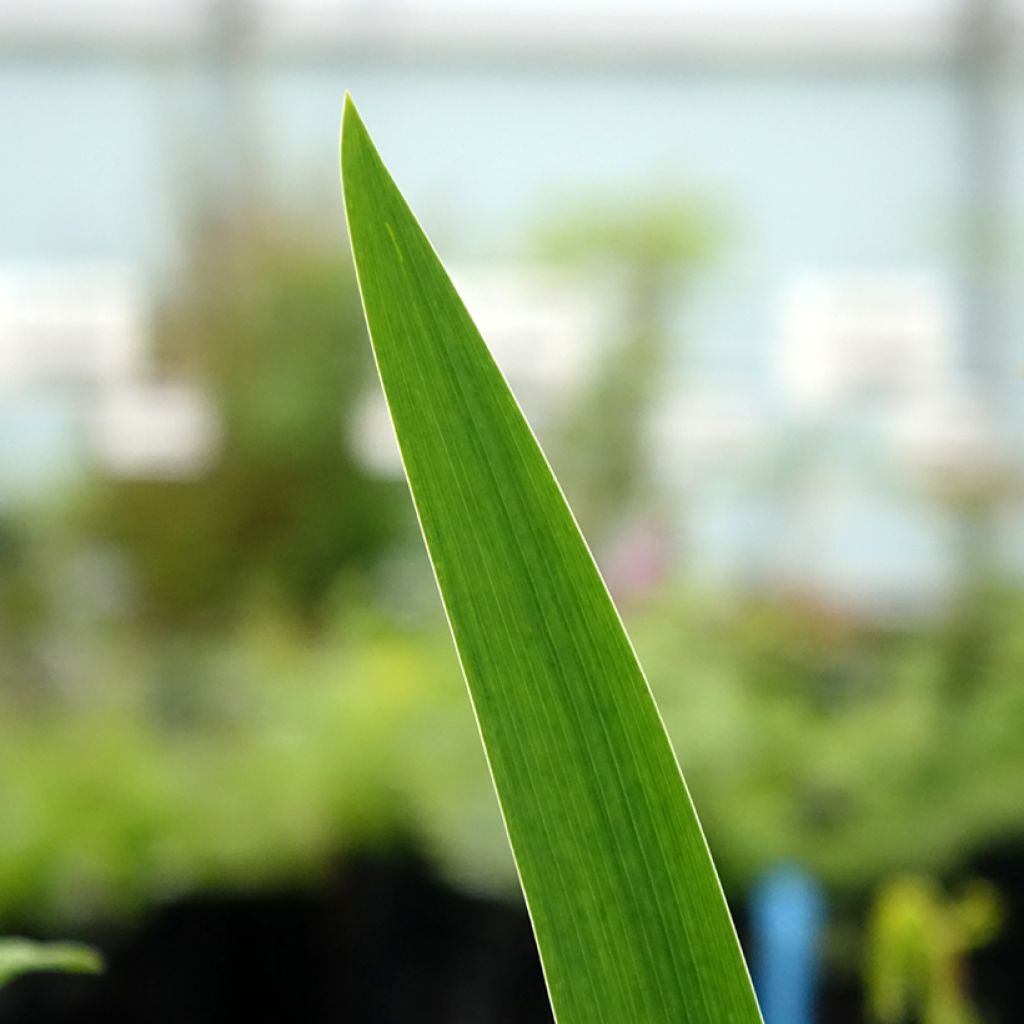 Iris germanica Agrippa - Iris des Jardins