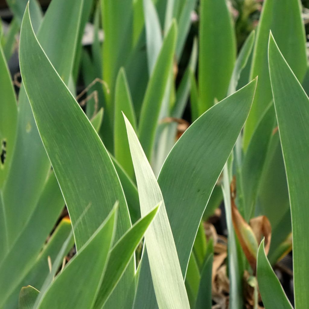 Iris germanica Black Dragon - Iris des Jardins