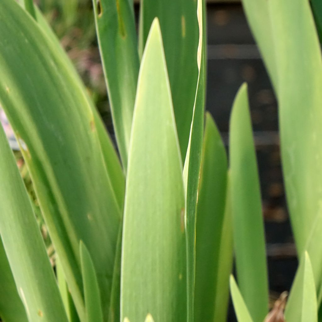 Iris germanica Crinoline - Iris des Jardins