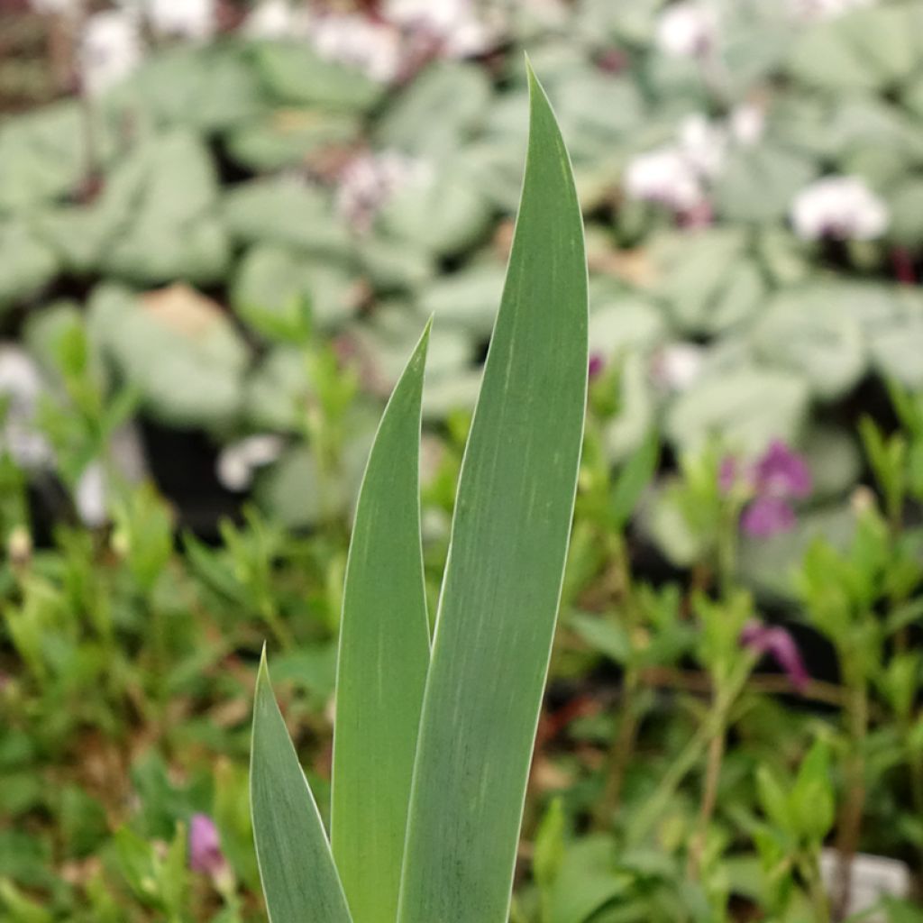 Iris germanica Crinoline - Iris des Jardins