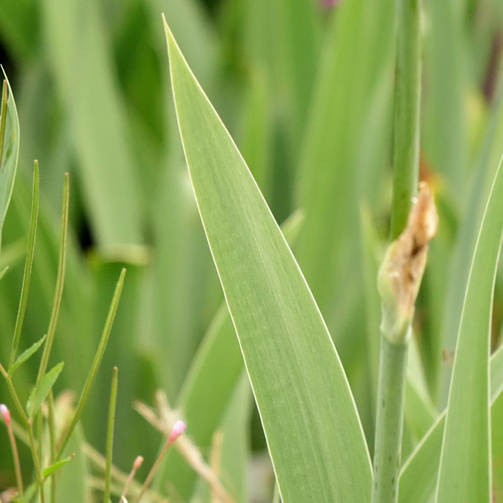 Iris germanica Cutie - Iris des jardins intermédiaire