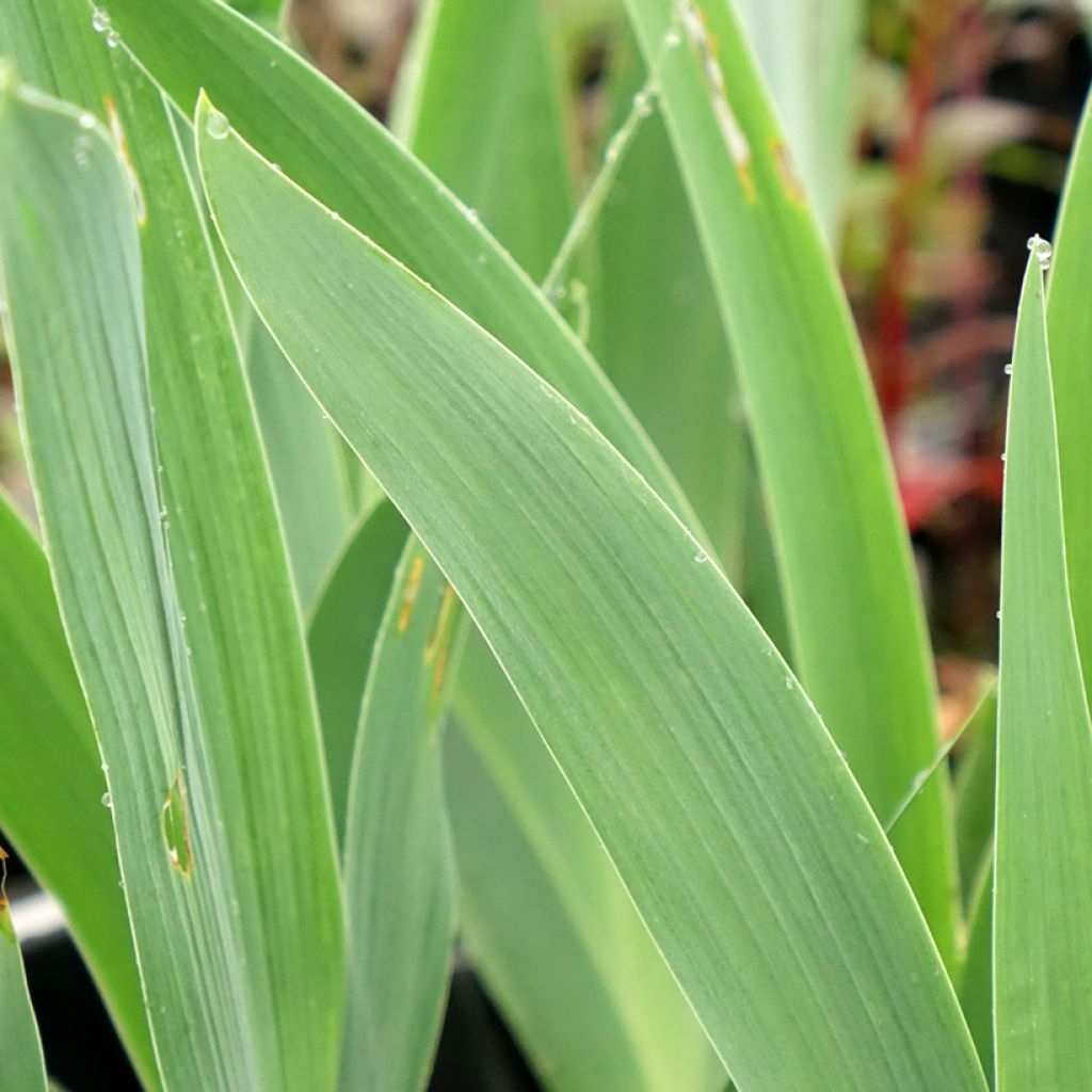 Iris germanica Flaming Dragon - Grand iris des jardins