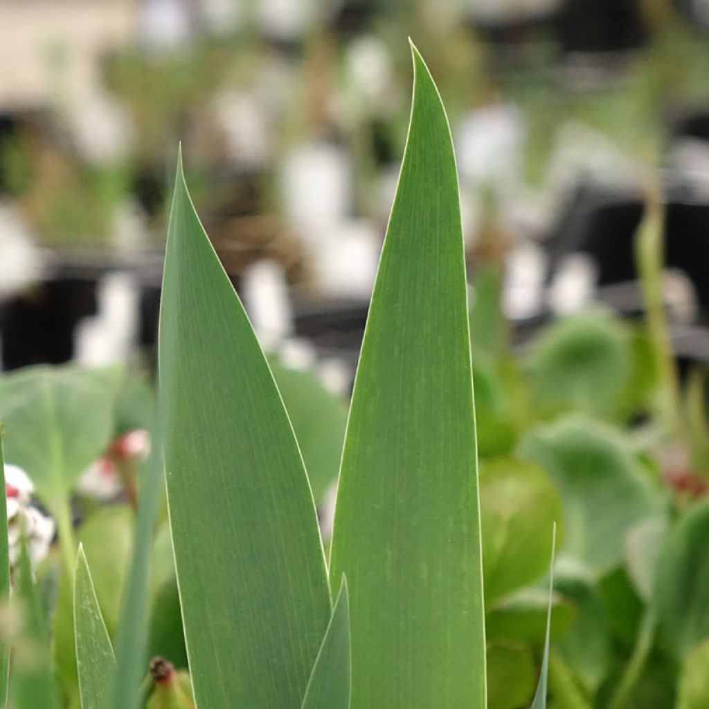 Iris germanica Frison-Roche - Grand Iris des Jardins